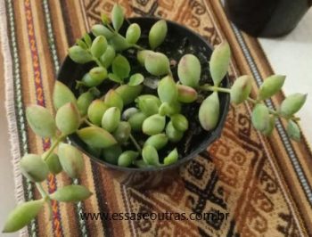 Cotyledon Pendens – Suculenta Pendente com Flores Lindas