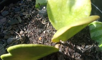 Planta Coração – Hoya kerril craib – Flor de Cera com Folha de Coração