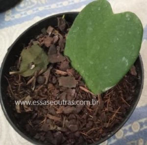 planta-coração-flor-de-cera