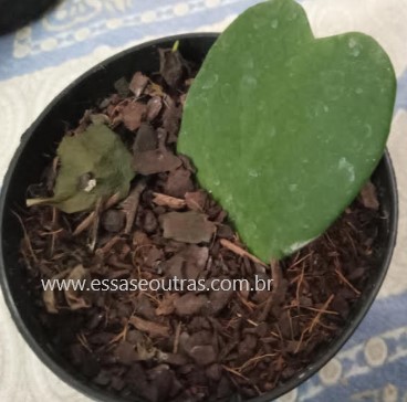 planta-coração-flor-de-cera