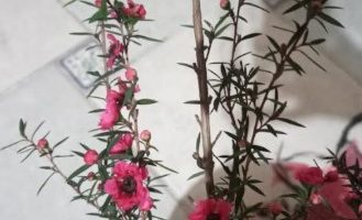 Erica Japônica – Foto da Muda – Como Cuidar da Planta Arbustiva