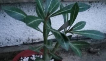 Rosa do deserto – Foto da Muda – Como Deixar Caudex Torcido