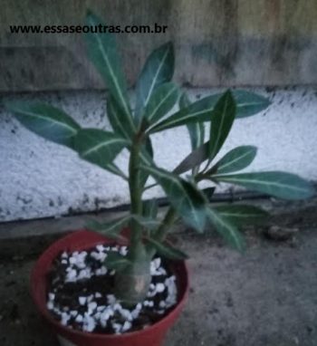 Rosa do deserto – Foto da Muda – Como Deixar Caudex Torcido