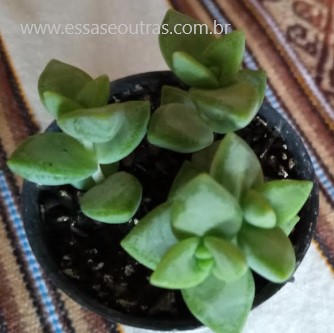 foto-da-muda-da-suculenta-crassula-rupestres-