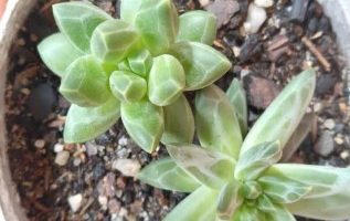 Suculenta Diamante e suas Variações Muda do Pachyphytum Compactum