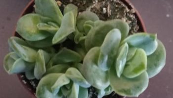 Graptoveria Lovely Rose – Foto da Muda, Como Cuidar da Suculenta