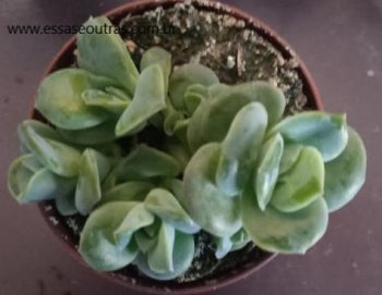 Graptoveria Lovely Rose – Foto da Muda, Como Cuidar da Suculenta