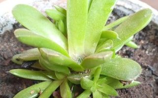 Orostachys Japônica – Foto da Muda – Como Cuidar da Suculenta