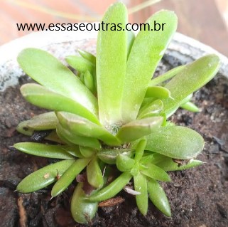 suculenta-orostachys-japônica-