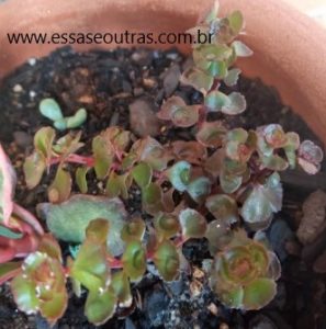 suculenta-sedum-voodoo-tapete-vermelho-