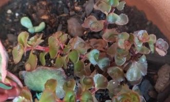 Sedum Voodoo – Suculenta Tapete Vermelho – Como Cuidar e Floração