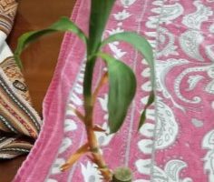 Bambu da Sorte, Dracena, Lucky Bamboo – Como Cuidar e Significado  