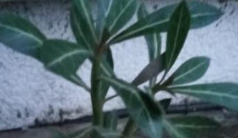Caudex da Rosa do Deserto Mole ou Murcho – Excesso ou Falta de Água