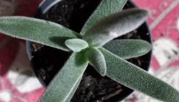 Crassula Tenelli – Suculenta de Folhas Longas e Aveludadas Como Cuidar