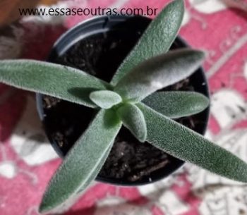 Crassula Tenelli – Suculenta de Folhas Longas e Aveludadas Como Cuidar