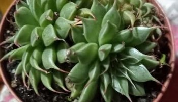 Graptopetalum Filiferum – Foto Muda Suculenta com Folhas de Fio Longo