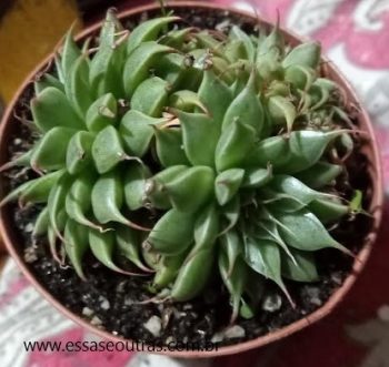 Graptopetalum Filiferum – Foto Muda Suculenta com Folhas de Fio Longo
