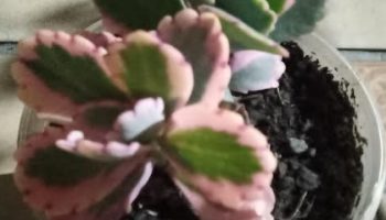 Kalanchoe Variegata Kalanchoe de Folhas Rosa Vieira Lavanda Variegata