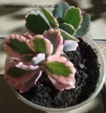 Kalanchoe Variegata Kalanchoe de Folhas Rosa Vieira Lavanda Variegata