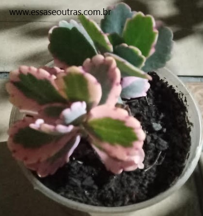 kalanchoe-variegata-suculenta-de-folhas-rosadas-