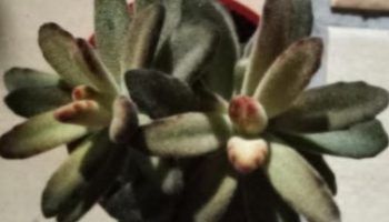 Orelha de Coelho Marrom Kalanchoe Tomentosa Chocolate Foto da Muda