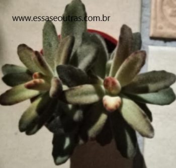 Orelha de Coelho Marrom Kalanchoe Tomentosa Chocolate Foto da Muda