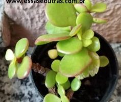 Portulacaria Afra Variegata Tricolor Tipos de Portulacarias Planta Elefante