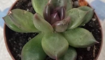 Echeveria Agavoides Bloody Mary – Como Fazer Muda e Cuidados