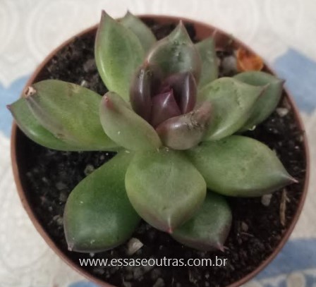 echeveria-agavoides-bloody-mary-foto-