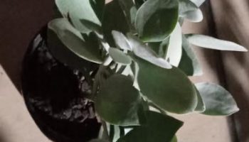 Suculenta Colher De Prata – Kalanchoe Bracteata Foto da Muda Cuidados