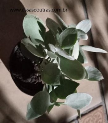 Suculenta Colher De Prata – Kalanchoe Bracteata Foto da Muda Cuidados