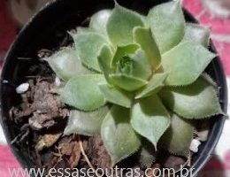 Suculenta Sempervivum Kalinda – Como Cuidar, Foto da Muda
