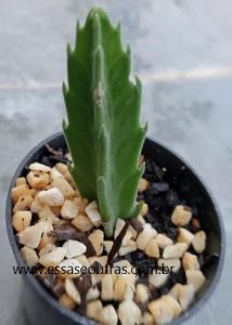 muda-de cacto-estrela-stabelia-gigantea-