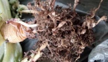 Como Acabar com Nematoides nas Suculentas – Remédios e Cuidados