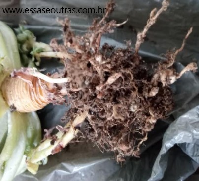 nematoides-nas-raizes-da-suculenta-