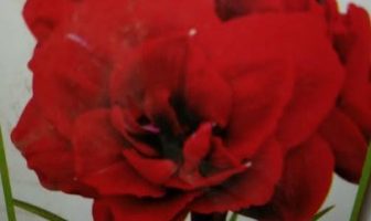 Amaryllis Dobrada – Double King Vermelha – Quando Plantar o Bulbo