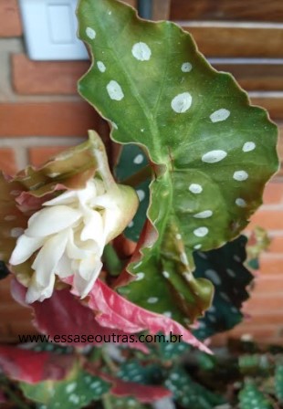 flor-da-begônia-maculata-desabrochando-