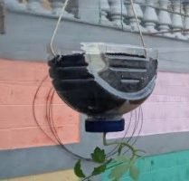 Plantar Tomate Invertido em Garrafa Plástica Plantio Cabeça para Baixo