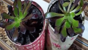 Suculenta Aeonium Negro – Aeonium Arborium Zwartkop – Foto da Muda