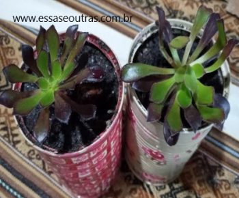 Suculenta Aeonium Negro – Aeonium Arborium Zwartkop – Foto da Muda