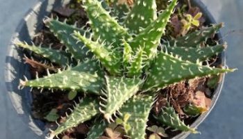 Suculenta Aloe Pepe – Foto da Muda – Como Cuidar das Aloes