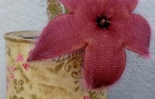 Cacto Estrela – Stapelia Gigantea, Hirsuta – Cacto de Flor Grande