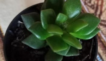 Anacampseros Filamentosa – Suculenta com Pelinhos entre as Folhas