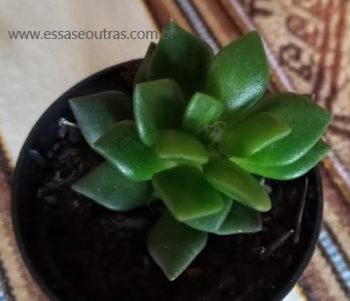 Anacampseros Filamentosa – Suculenta com Pelinhos entre as Folhas