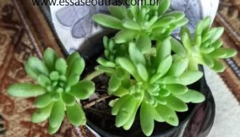 Suculenta Uva de Gato, Uva Cana – Sedum Hirsutum – Como Cuidar
