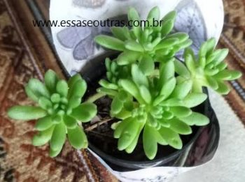 Suculenta Uva de Gato, Uva Cana – Sedum Hirsutum – Como Cuidar