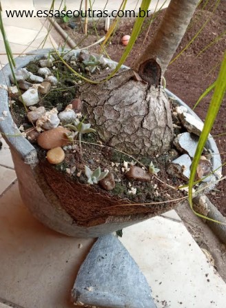 vaso-de-cimento-quebrado-e-com-planta