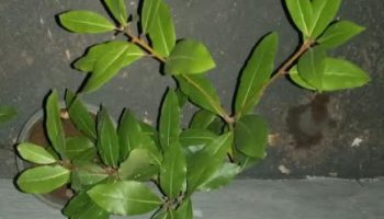 Como Plantar Louro em Vaso ou Chão – Fazer Muda por Auporquia