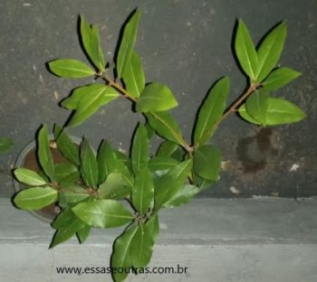 Como Plantar Louro em Vaso ou Chão – Fazer Muda por Auporquia