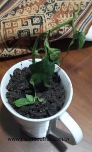plantar-pimenta-por-galho-estaca-